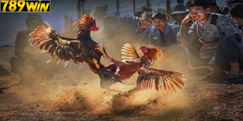 Kinh Nghiệm Chơi Đá Gà Campuchia Tại Nhà Cái 789 win – Bí Quyết Từ Cao Thủ