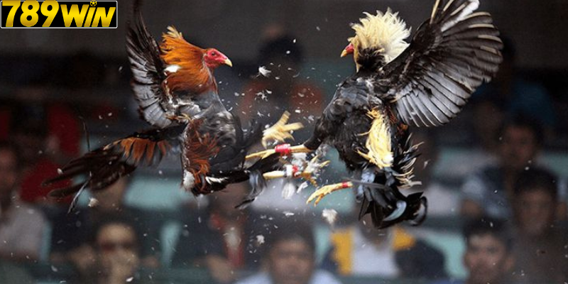 Đá Gà Philippines: Tại Sao Được Người Chơi Ưa Chuộng Nhất 2025?