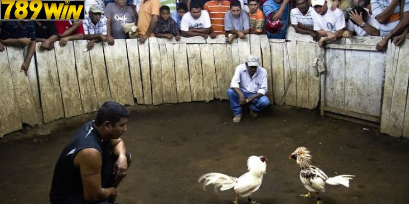Luật Chơi Đá Gà Philippines Tại 789win – Chuẩn Quốc Tế, Dễ Hiểu