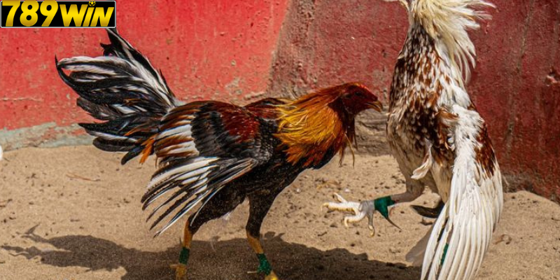 Mẹo Tăng Tỷ Lệ Thắng Khi Chơi Đá Gà Philippines Trên 789win