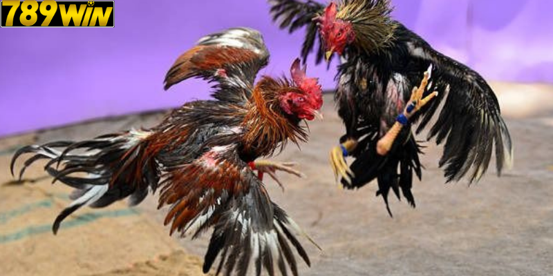 Gà Mỹ Đá: Đặc Điểm, Sức Mạnh Và Kinh Nghiệm Cá Cược 2025